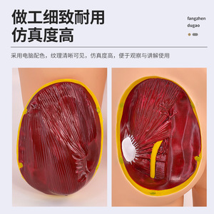 Inyección intramuscular avanzada en la nalga; modelo anatómico de inyección en la nalga; modelo didáctico para práctica de enfermería. - Product Image 3