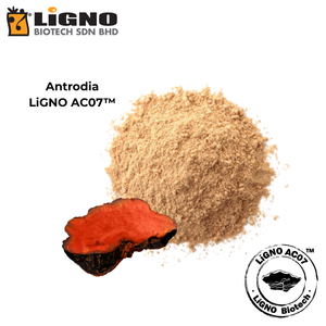 ผงสกัดบริสุทธิ์ Antrodia Camphorata LiGNO AC07 ได้รับการรับรองฮาลาลและโคเชอร์ เกรดอาหารเพื่อสุขภาพ รับผลิตแบบ OEM ODM - Product Image 2