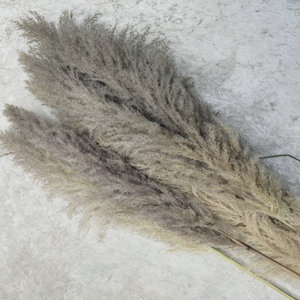 Cañas Secas Suzume II, Grandes, Naturales, Decorativas, para Decoración del Hogar y Jardín - Product Image 4