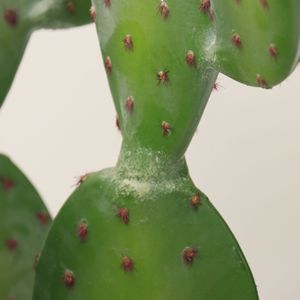 Cactus en plastique, plante artificielle pour décoration intérieure et extérieure, ornement de jardin, décoration de la maison, plantes artificielles - Product Image 5