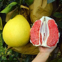 Verse rode pomelo en witte pomelo, zoete, sappige honingpomelo, groothandel export leverancier