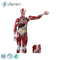 Maniquí de 170 cm de Tamaño Real del Sistema Muscular Humano, Modelo de Órganos Internos, 27 Partes, Figura Anatómica Muscular de Silicona Suave, Uso Médico