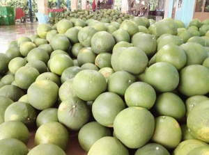 Pomelo Verde Orgánico, Pomelo Fresco de Primera Calidad con Pulpa Rosa, Cultivo en Vietnam, Tipo Ms. Nicky (+84) 971 879 377 - Product Image 4