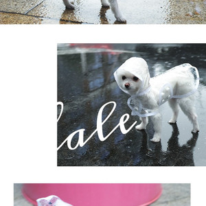 Impermeable Transparente para Perros Pequeños - Product Image 6