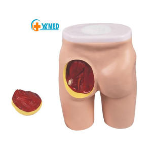 Enseignement médical Modèles avancés d'<span class=keywords><strong>injection</strong></span> <span class=keywords><strong>intramusculaire</strong></span> fessière et modèles de structure anatomique Ressources infirmières - Product Image 1