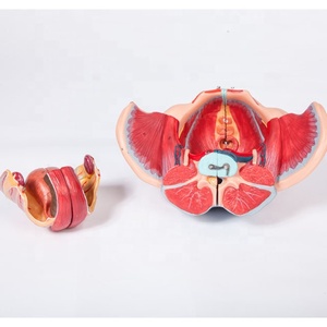 Gd/A15107 Vrouwelijke Bekken Met Genitale En Vasculaire Zenuw Model - Product Image 2