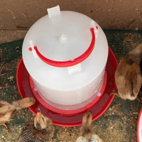 Abreuvoirs automatiques pour poulets Dispositif d'alimentation en eau pour volaille Seau à poulet Bouilloire pour évier