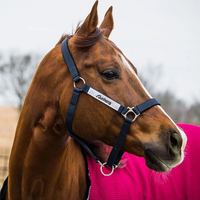 Vente en gros d'équitation Halter Premium Nylon Headstall de cheval Produits équins Cheval Halter Bridle Head Collar