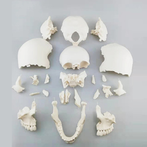Modello di Cranio Umano Smontabile in Colore Puro con 22 Parti, Modello Anatomico di Cranio Bianco per Adulti - Product Image 4