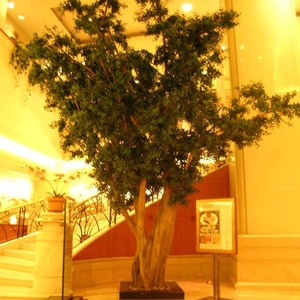 Impermeable grande Natural de plantas <span class=keywords><strong>Bonsai</strong></span> Artificial Banyan árbol Artificial árbol Ficus - Product Image 2