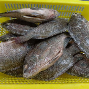 Tilapia Congelada IQF, Eviscerada con Cabeza (<span class=keywords><strong>GHO</strong></span>), 300-500g, Certificación BAP, Pescado de Agua Dulce, Envasado al Vacío para Exportación al por Mayor - Product Image 3
