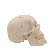 Modelo anatómico humano de PVC de alta calidad, esqueleto humano de 170cm