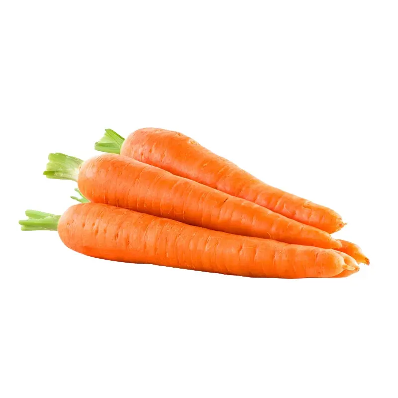 La fattoria ha sviluppato le carote fresche della carota delle verdure fresche dell'esportazione deliziosa della cina