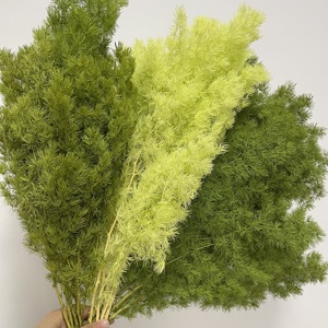 Vente en gros de fleurs et plantes naturelles préservées, durables, 3-5 ans, immortelles, tiges de <span class=keywords><strong>fougère</strong></span> Ming préservées pour les arrangements de Noël - Product Image 3