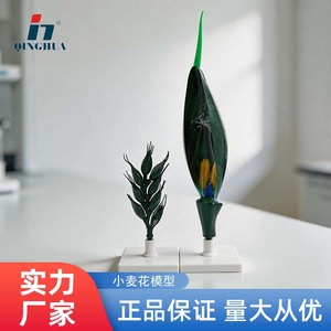 Modèle de fleur de blé Qinghua, modèle anatomique magnifié de l'épi de blé pour les cours de biologie au collège et au lycée, fleur de blé - Product Image 5