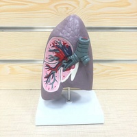 Modèle d'anatomie, modèle anatomique humain 3D, modèle éducatif