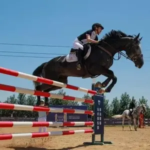Premium Quality Equestrian Light Weight Aluminum Horse Jump Stand