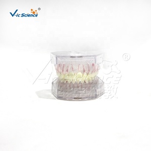 Modèle dentaire standard blanc complet avec arrangement et occlusion dentaires réalistes - Product Image 5