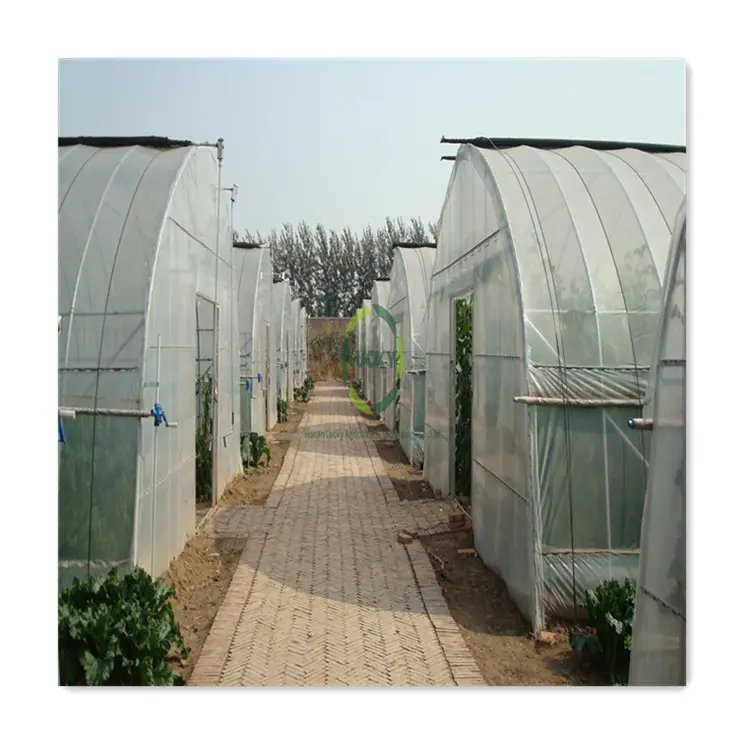 Angemessener Preis Blatt Gemüse Glas Design China Großhandel Doppel glas Preis Doppel glas Solar panel Gewächshaus