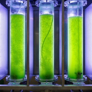 High Visual Light-transmitting Transparent <strong>Acrylic</strong> PMMA Fiberglass Flat Bottom Algae Tanks for Aquaculture Industry