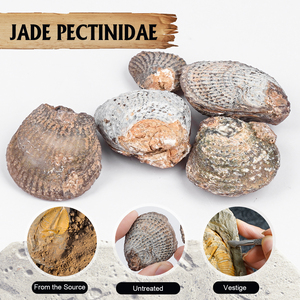 Jadeized sò điệp hóa thạch tự nhiên opalized pha lê Vỏ cho phong thủy đồ trang sức & nghệ thuật - Product Image 2