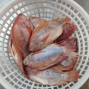 Tilapia Roja congrelada <span class=keywords><strong>rosa</strong></span> Tilapia congelato <span class=keywords><strong>pesce</strong></span> Tilapia rosso congelato - Product Image 5