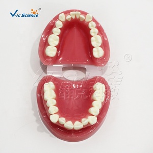 Modèle anatomique orthodontique de malocclusion en PVC, modèle de formation dentaire - Product Image 3