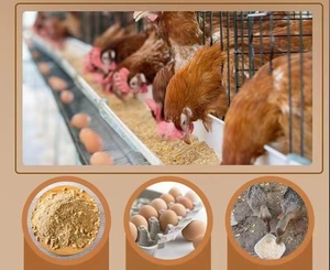 Additivi per mangimi per bestiame guadagno mangimi probiotici enzimi industriali - Product Image 5