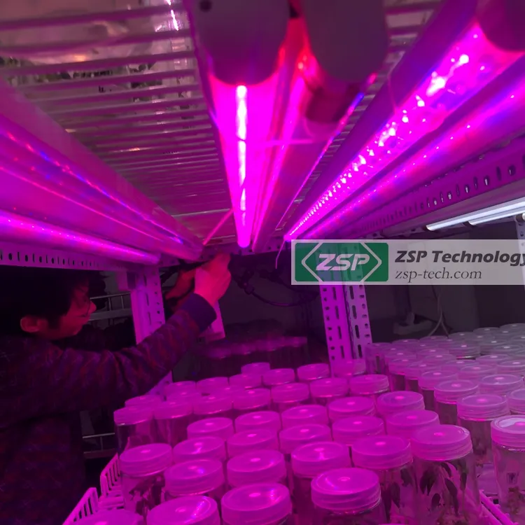 ZSP 660nm 440nm tam spektrum ZPDT802 ışık büyümeye yol açtı doku kültürü g9 muz bitkileri