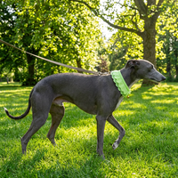 Collier personnalisé de luxe populaire pour chien et chat, design classique, couleurs mélangées, en coton et acrylique, confortable, collection automne, fabriqué par le producteur