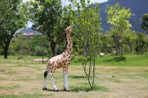 Decoración de Parque al Aire Libre, Jirafa de Fibra de Vidrio Personalizada, Estatua de Jirafa de Resina Realista de Gran Tamaño, Jirafa de Tamaño Real - Product Image 5