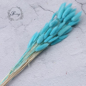 Fleur décorative queue de lapin séchée naturelle, herbe de lagus Ovatus, fleur de Pampas séchée - Product Image 5