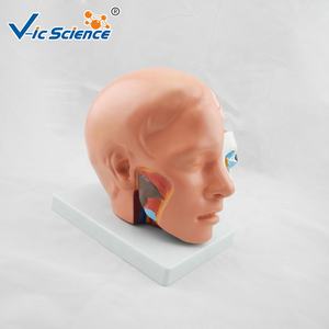 Modelo Plástico de Anatomia Cerebral com Arteria Cerebral para Educação em Ciências Médicas - Product Image 3
