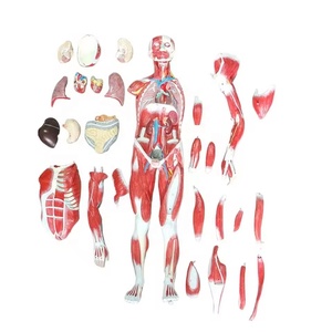 Science médicale 27 pièces 85cm FRT02906 modèle de torse <span class=keywords><strong>humain</strong></span> figure d'impression à la main modèle anatomique du <span class=keywords><strong>corps</strong></span> musclé - Product Image 1
