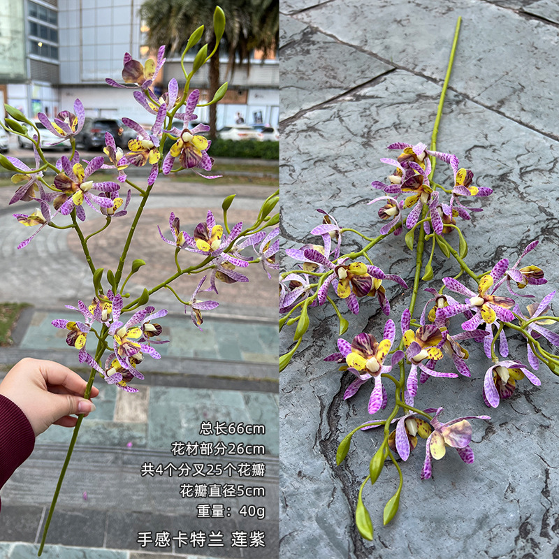 Lotus violet