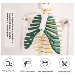 85Cm Cao PVC Bộ Xương Người Mô Hình Cho Khoa Học Y Tế Giáo Dục Nhựa Giải Phẫu Bộ Xương - Product Image 3