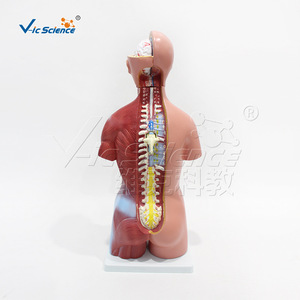 Modèle de torse intersexuel VIC-205 de 45 cm, modèle de torse anatomique humain détachable pour l'enseignement - Product Image 5