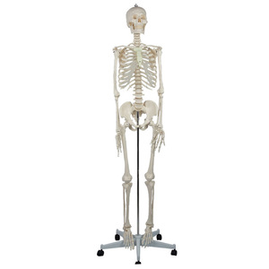 Adult male skeleton without spinal nerves and carotid arteries, packaged in a <b>foam</b> box. Human skeleton teaching <b>model</b>. - Product Image 4