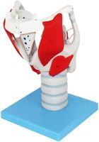 Modèle d'anatomie Larynx humain Modèle professionnel de simulation d'articulation du larynx humain agrandi Classe médicale Enseignement Affichage médical