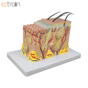 Modelo de Piel Humana Ampliada 35 Veces, Material de PVC, 20x12x12cm, para Educación Científica - Product Image 1
