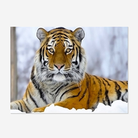 Neige Tigre Animal DIY Diamant Peinture Personnalisé 5D Plein Forage Strass Mosaïque Kits Respectueux De L'environnement Toile En Gros Cadeau