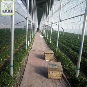 Serre agricole tropicale intelligente de 500 m2, tunnel de serre pour la culture de tomates, structures de serre pour jardin <span class=keywords><strong>potager</strong></span> - Product Image 4