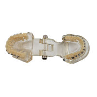 Modelo de Ortodoncia Dental de Resina, Tipodonto con Soporte Metálico, Demostrador de Estudio Dental, Uso Manual, Smiledental TM-B7-01