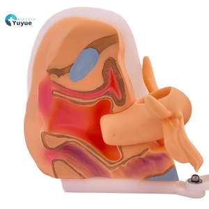 Weibliches Verhütung strain ings modell für die medizinische Ausbildung Familien planung Bildungs ausrüstung für die zukünftige Gesundheits versorgung - Product Image 1