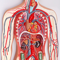 Simulador 3D de Circulación, Modelo de Sistema Circulatorio Humano para Enseñanza de Anatomía Médica