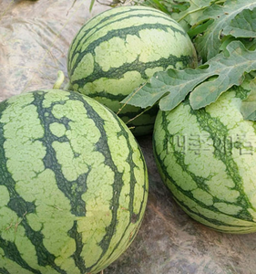 Semi di Anguria Interi Naturali di Alta Qualità, Salati e Fragranti, Origine Cina - Product Image 3