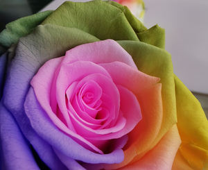 Venta al por mayor y <span class=keywords><strong>Rosa</strong></span> decoración multicolor siempre <span class=keywords><strong>Rosa</strong></span> Color de arco iris y flor regalo arco iris y <span class=keywords><strong>Rosa</strong></span> de la cabeza - Product Image 3