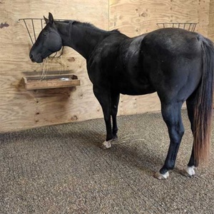 Grille antidérapante <span class=keywords><strong>pour</strong></span> le contrôle de la boue dans les paddocks et les manades de chevaux, <span class=keywords><strong>pour</strong></span> le renforcement des boxes et des paddocks, revêtement de sol <span class=keywords><strong>pour</strong></span> manades équestres - Product Image 2