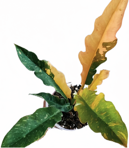 Venta popular y caliente: Anillo de Fuego de Filodendro-decoración verde para la sala de estar del hogar - Product Image 1