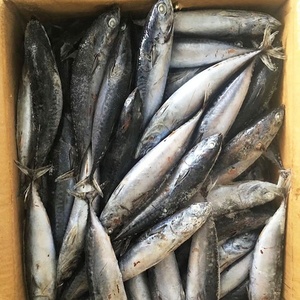 Congelati Bonito Pesci Interi Rotondo/Bonito Tonno In Vendita - Product Image 3